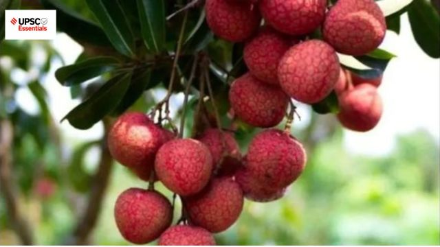 shahi litchi, upsc history and culture quiz, week 102