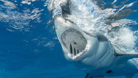 Are sharks older than dinosaurs? Discover how these ancient marine predators have outlived dinosaurs by millions of years, surviving mass extinctions and evolving into the apex predators we know today.