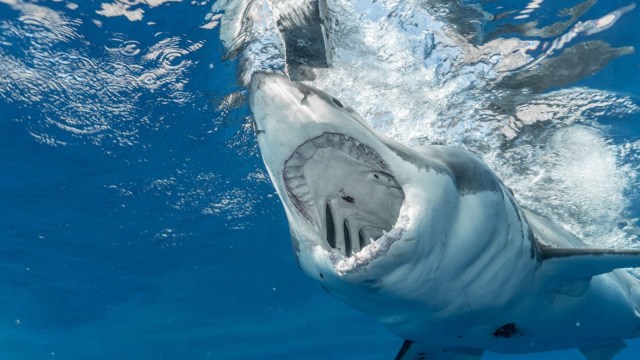 Are sharks older than dinosaurs? Discover how these ancient marine predators have outlived dinosaurs by millions of years, surviving mass extinctions and evolving into the apex predators we know today.