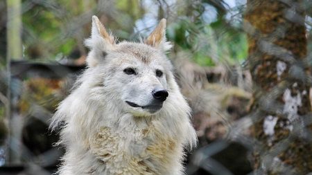 Discover the rarest animals found only in India, from the elusive snow leopard to the mystical purple frog. Learn about their unique habitats, conservation status, and where you can spot these incredible species.