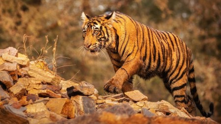 Explore the 10 best national parks in India for tiger safaris, including Jim Corbett, Ranthambore, Kanha, and Bandhavgarh