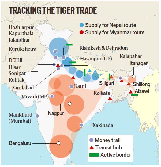 Explained: Tiger Traders passes Rhino Horn routes, performance plays catch