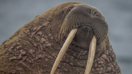 Seals, sea lions, and walruses may look similar, but they have key differences in size, behavior, and danger levels
