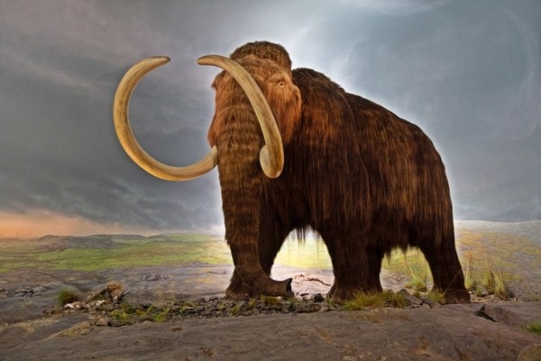 A model of a woolly mammoth at the Royal British Columbia Museum, Canada