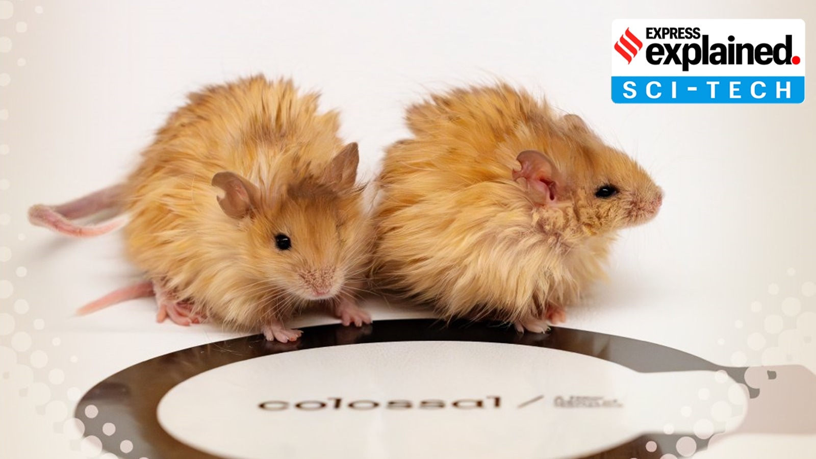 When the genetically modified mice were born, they reflected the traits that the scientists had predicted based on their computational analysis of the mammoth and elephant genetic data.