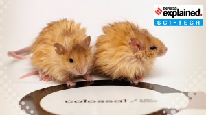 How scientists created ‘woolly mice’ as part of their quest to bring back the woolly mammoth