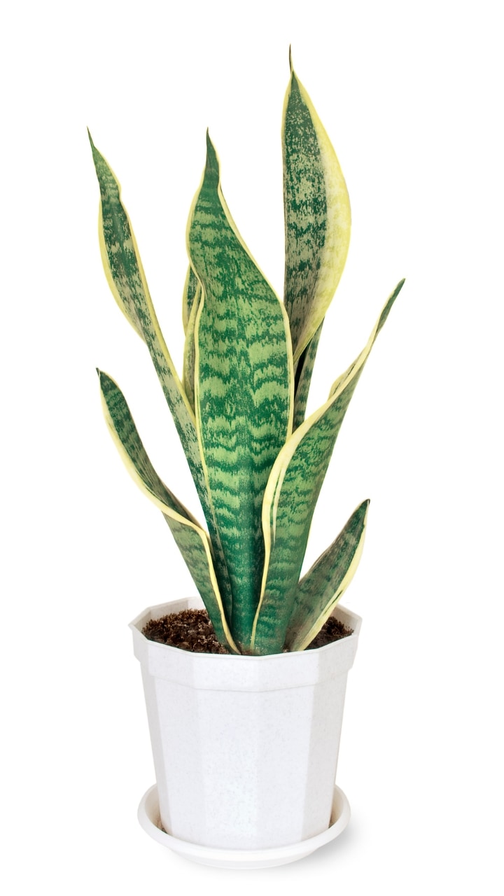 9 plants that naturally repel snakes from your garden