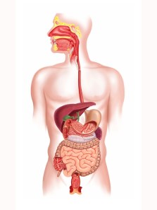 Does drinking warm water help in digestion?