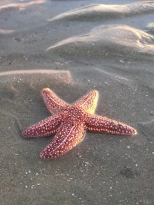 5 animals with more than one brain