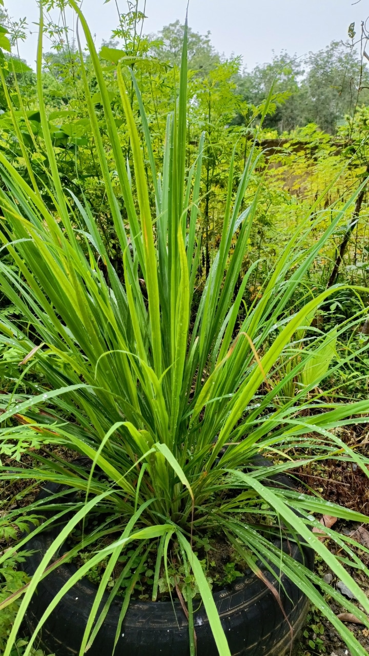 9 plants that naturally repel snakes from your garden