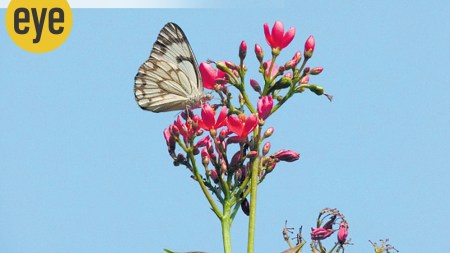 How do dainty butterflies migrate cross-country without being blown off-course?