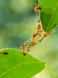 The world of Ants: Facts, behaviors and ecological importance