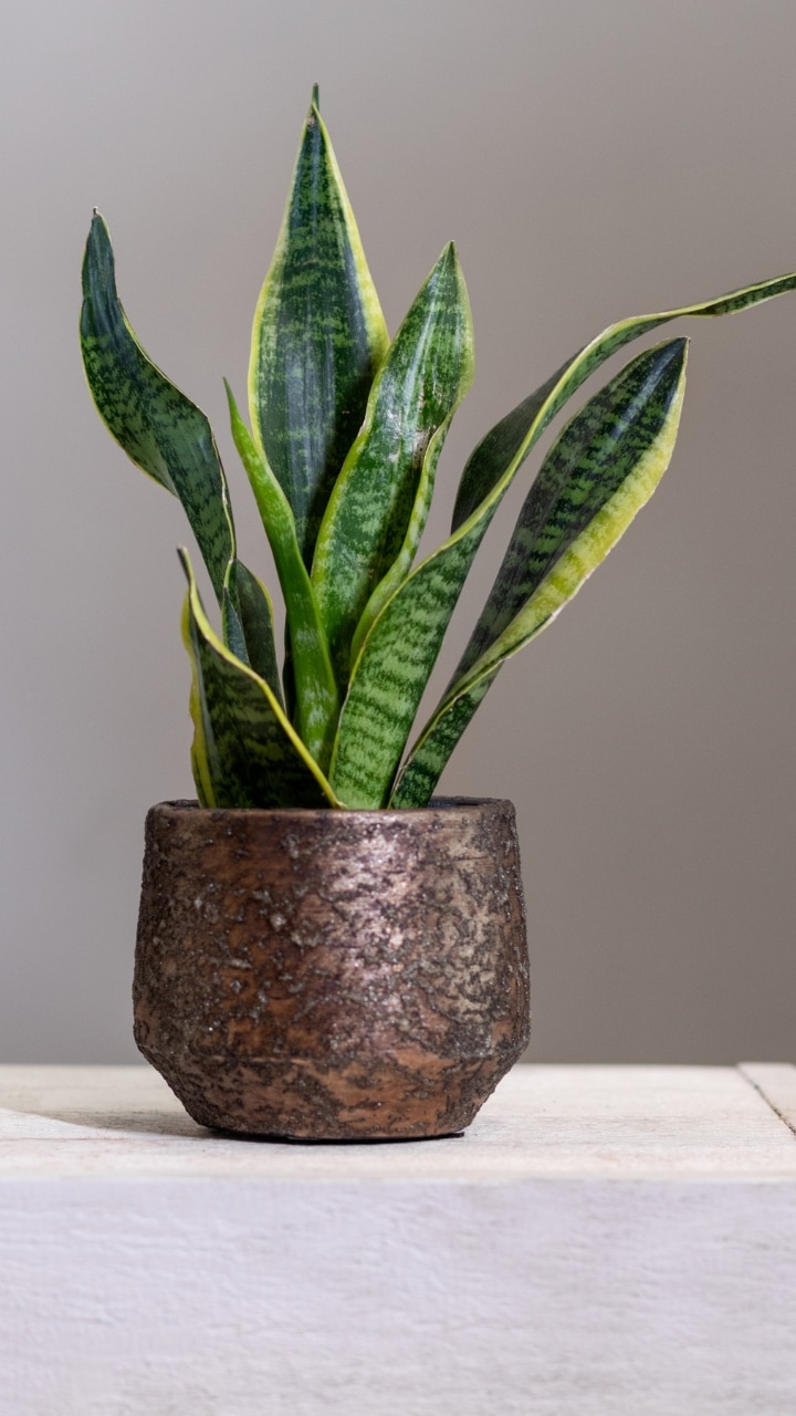 9 plants that naturally repel snakes from your garden
