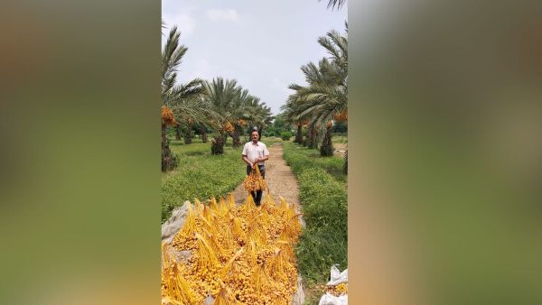 A farmer in a field of date fruits in Haryana