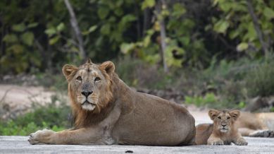 According to the 15th lion estimation, the total population of lions was 674. That includes 260 females, 161 males, 93 sub-adults and 137 cubs.