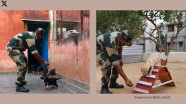 The clip shows a group of German Shepherds, Labradors, and some indie puppies training with a BSF trainer