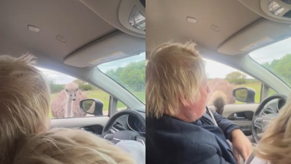 Once Boris Johnson gets a peck on his hand, his toddler burst into uncontrollable giggles (Source: @carrielbjohnson/Instagram)