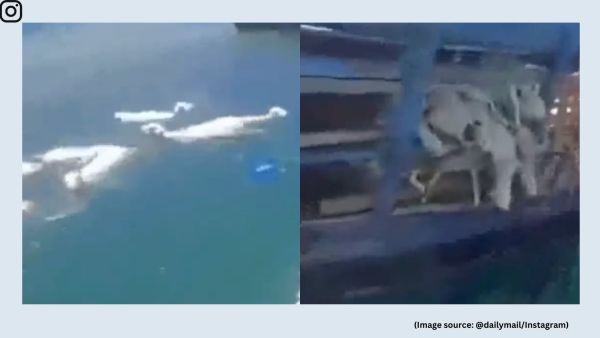 The video shows the capsized cargo ship appears upside down, with many sheep still trapped inside the partially submerged vessel (Image source: @dailymail/Instagram)