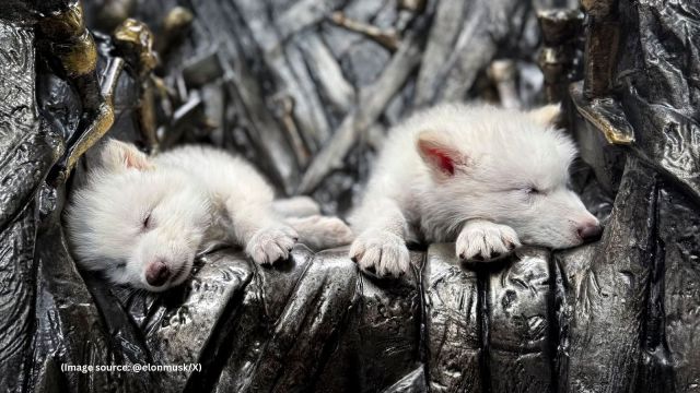 The dire wolf, a species that gained widespread fame through HBO's ‘Game of Thrones’ series, once roamed North America as a dominant predator (Image source: @elonmusk/X)