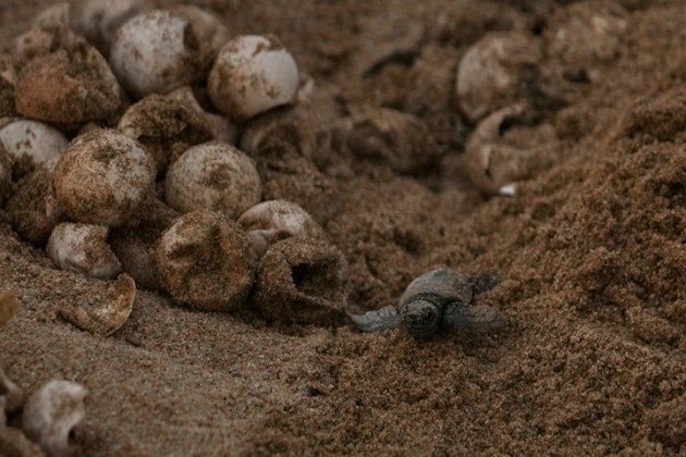 India Turtle Photo Gallery