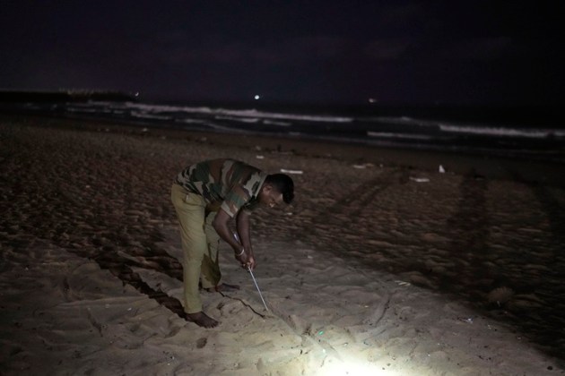 India Turtle Photo Gallery