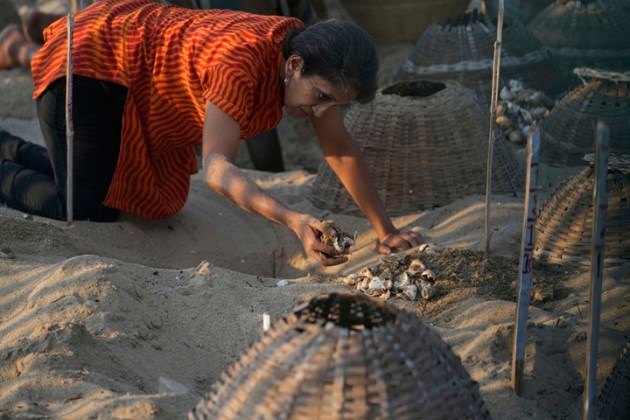 India Turtle Photo Gallery