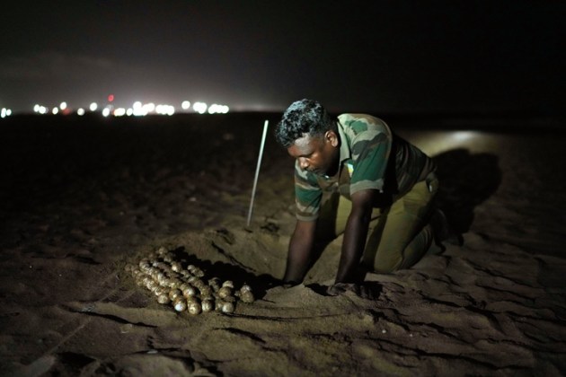 India Turtle Photo Gallery