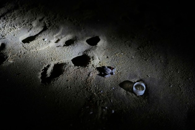 India Turtle Photo Gallery