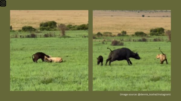 The viral video, reportedly from Kenya’s Maasai Mara, opens with a pride of lions cornering a vulnerable buffalo calf
