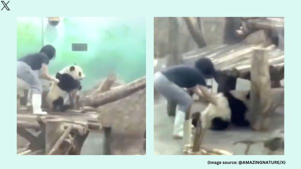 Naturally shy, pandas tend to avoid human-inhabited areas (Image source: @AMAZlNGNATURE)