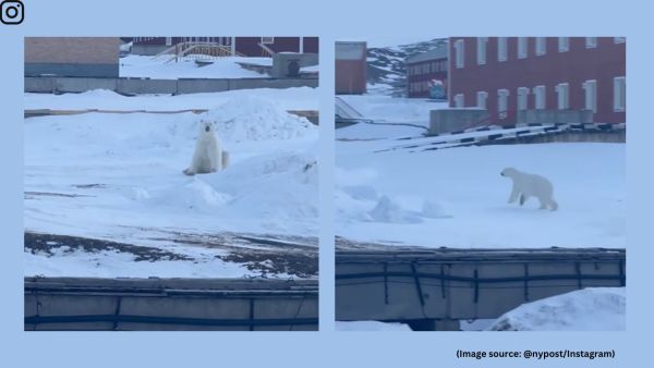 The man quickly jumps aboard and speeds off, with the polar bear briefly chasing after him before stopping and sitting down in the snow.
