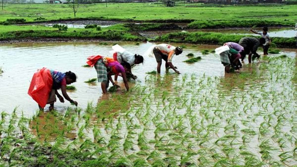 Rice cultivation and changing climate, a growing concern for Punjab, finds study | Chandigarh News - The Indian Express