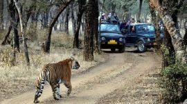 Ranthambore tiger mauls child
