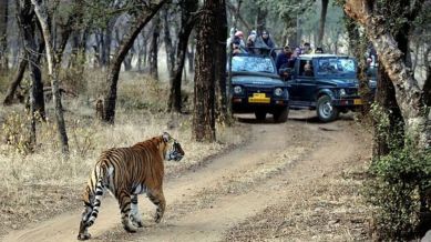 Ranthambore tiger mauls child