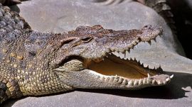 Siamese crocodiles
