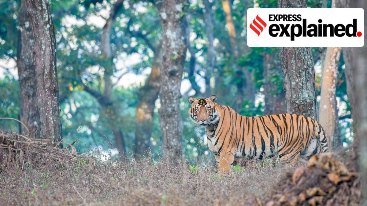 Similipal Tiger Reserve, now National Park