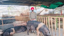 Sukhwinder Singh Grewal at his pig farm.