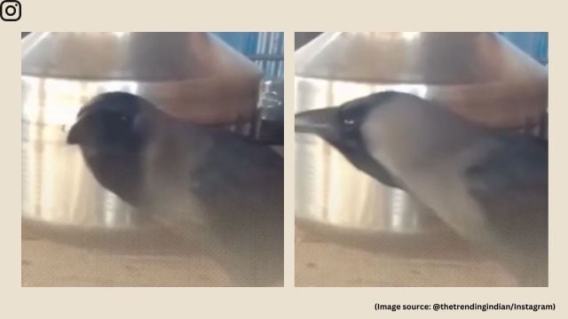 As videos of the talking crow went viral, people from nearby villages rushed to visit the family and the bird (Image source: @thetrendingindian/Instagram)