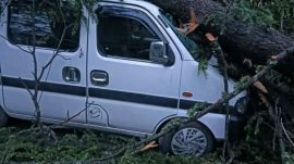 Shimla Trees, uprooted