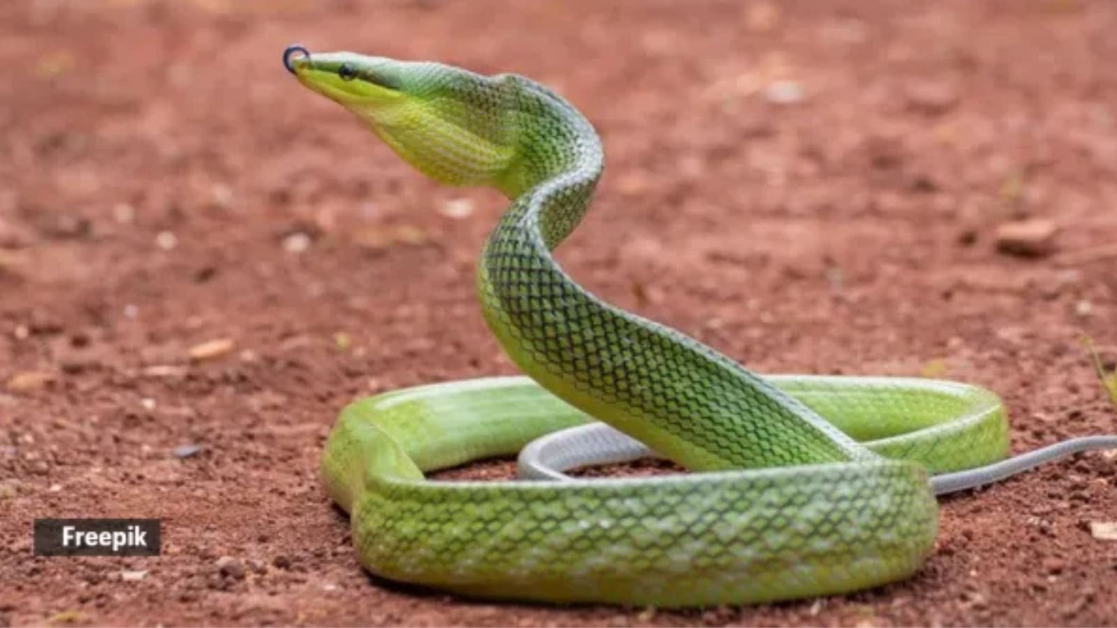 Rare long-snouted vine snake rediscovered in UP’s Dudhwa Tiger Reserve