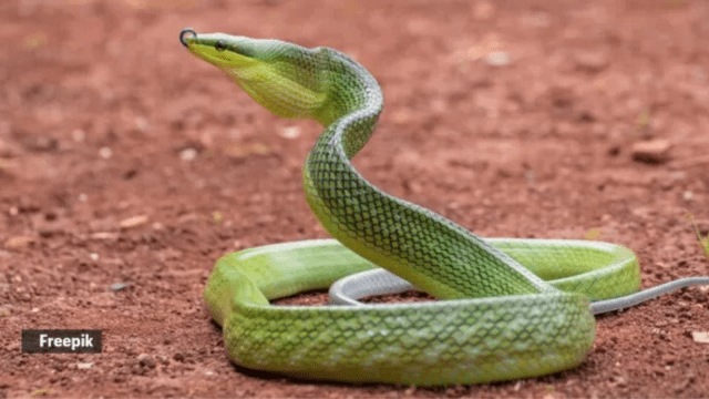 green vibrant snake, , tiger reserve , lakhmirpuri, dhudhwa tiger reserve