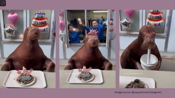 Zoo staff appeared at a window nearby, waving their phones with flashing lights and singing the “Happy Birthday" song