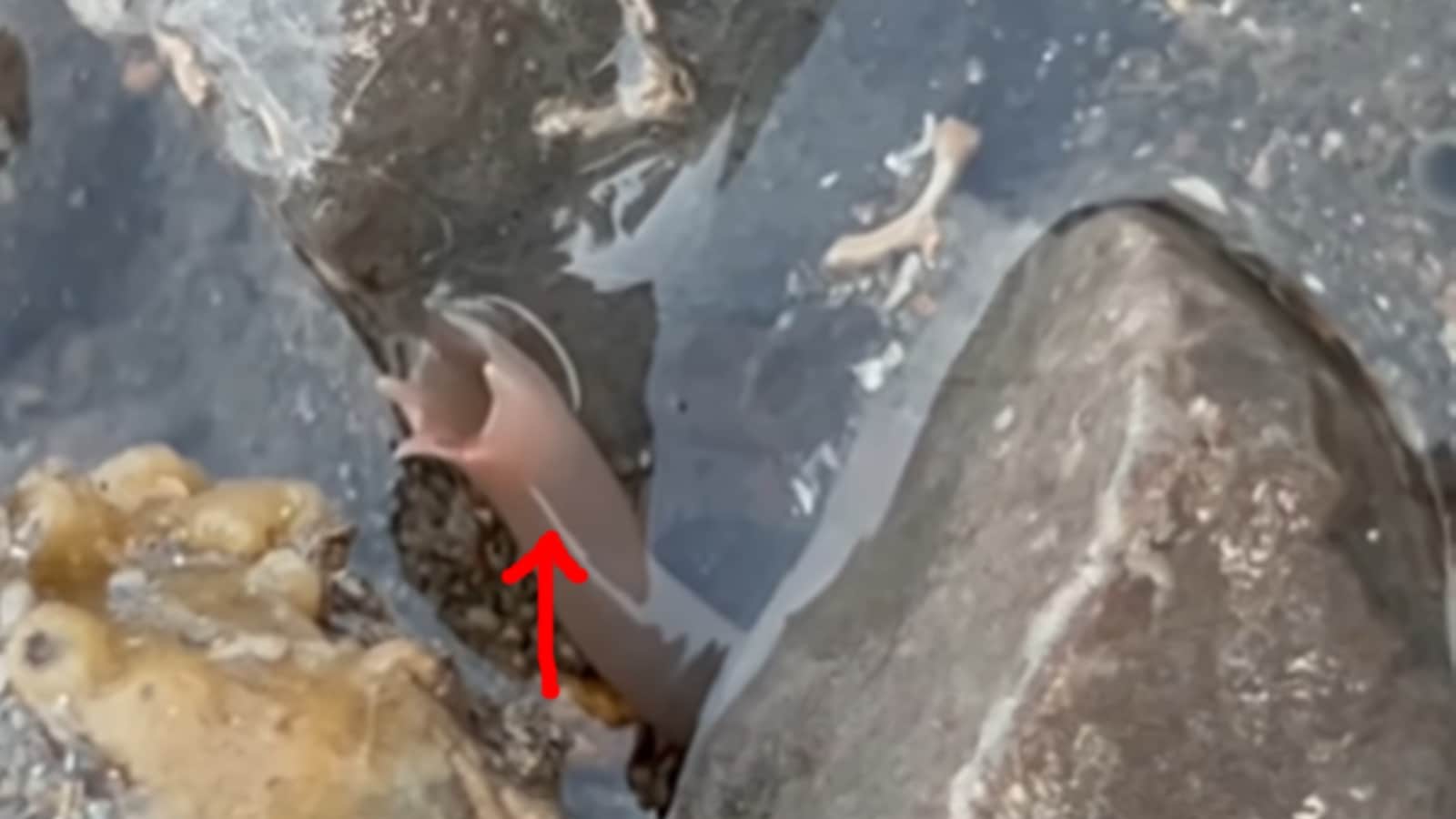 bivalves animal that squirts