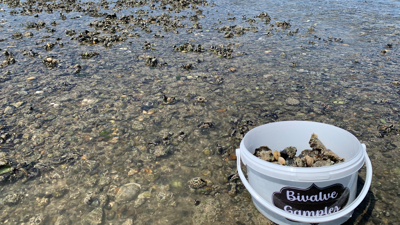 Bivalves Squirting Water: A Look at Marine Life at Juhu Beach