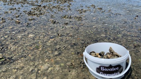 Ever wondered why water squirts from the sand at Juhu Beach? Meet bivalves, the clams and shellfish that filter, burrow, and even escape using jet propulsion! (Source: Wikimedia Commons)