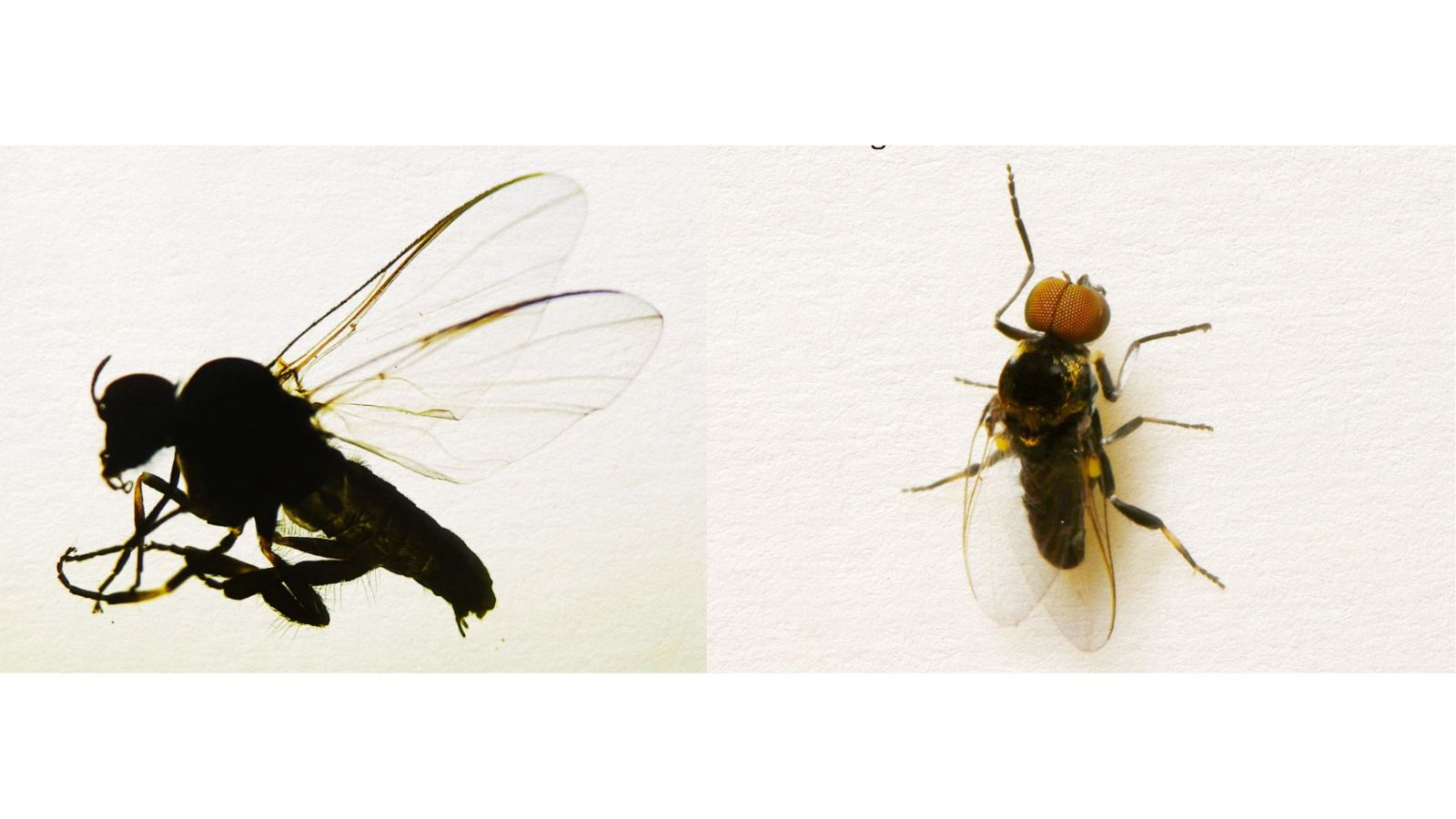 ZSI scientists have, however, confirmed that no individual has so far been diagnosed with the infection called 'river blindness' in the region.