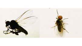 ZSI scientists have, however, confirmed that no individual has so far been diagnosed with the infection called 'river blindness' in the region.