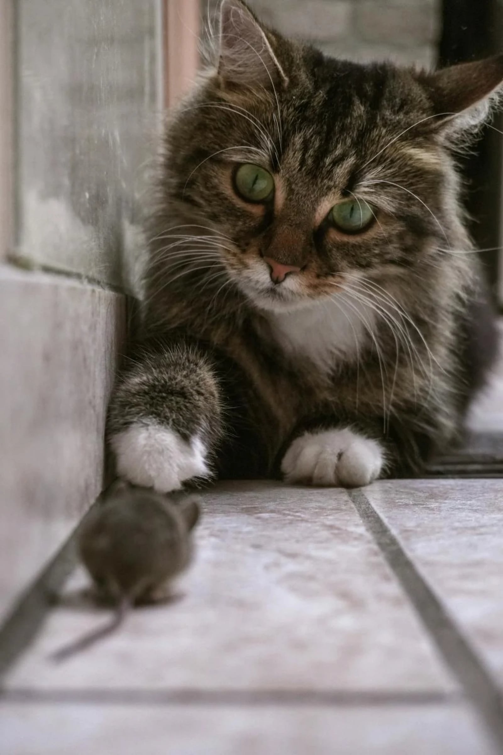 cats