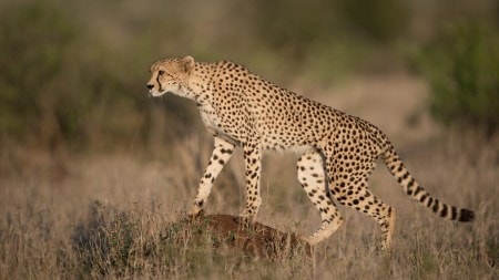 Discover the top 10 fastest animals in the world across land, air, and water
