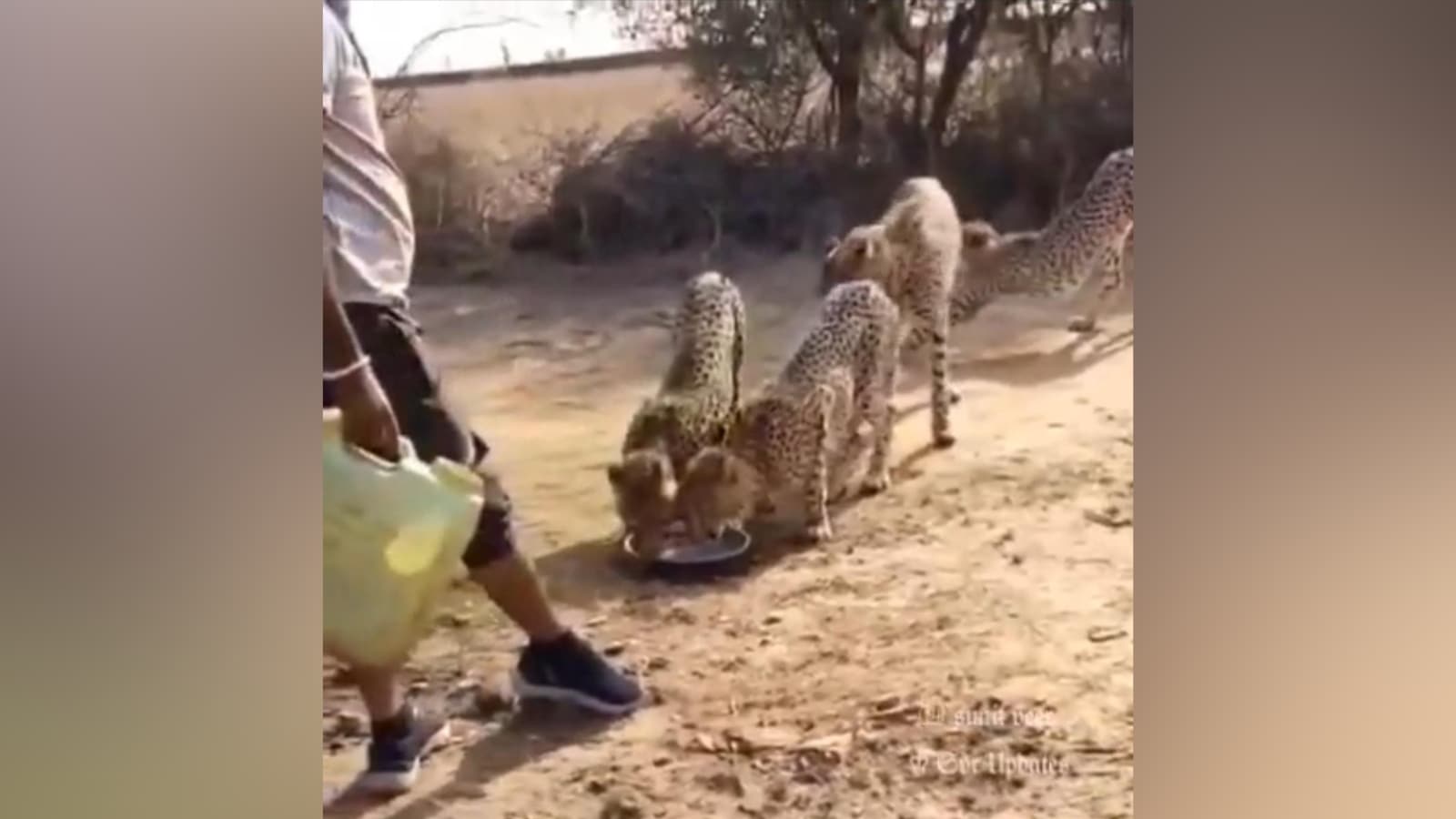 As video spreads of man offering liquid to cheetahs, Kuno officials look for details, urge caution